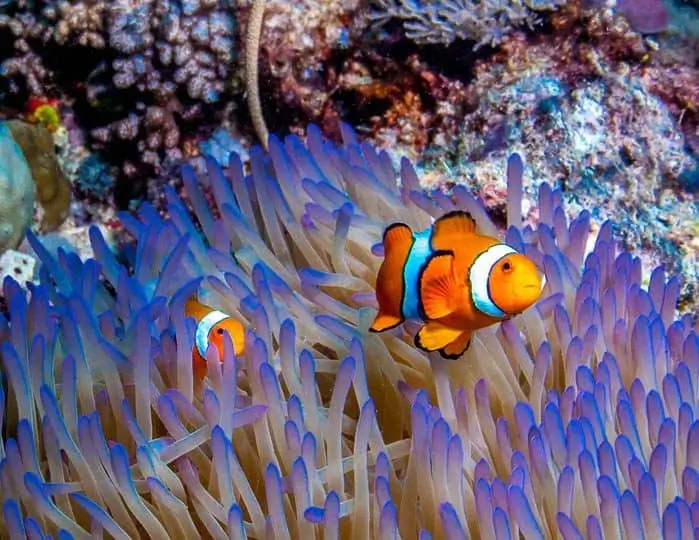 Anemone Fish