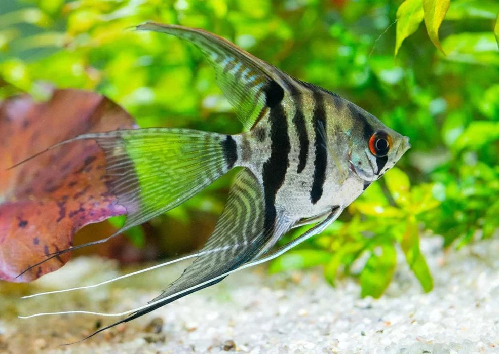 Angel Fish