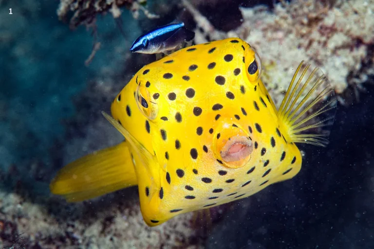 Box Fish