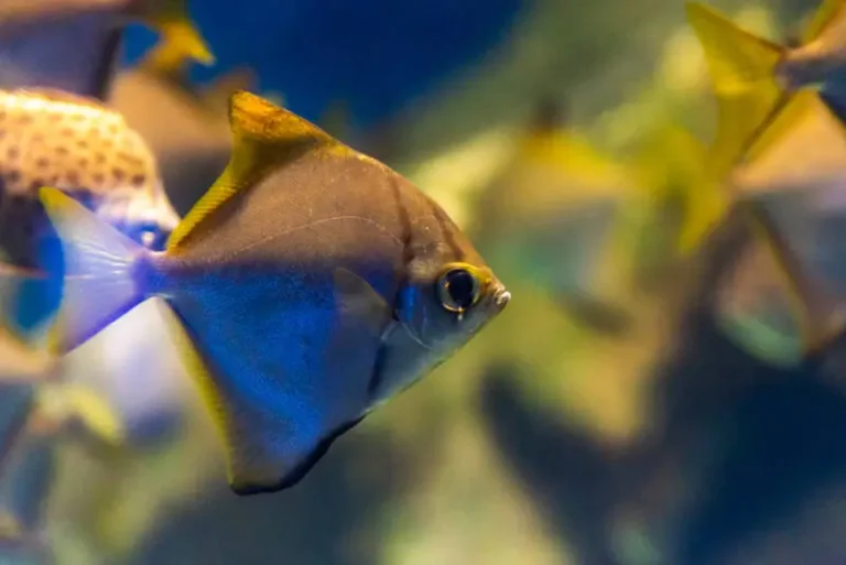 Brakish Fish