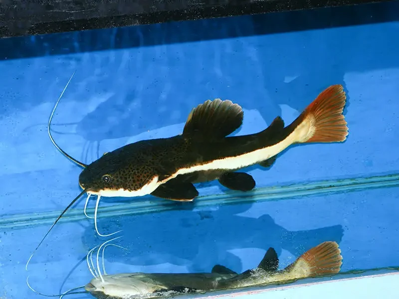 CatFish