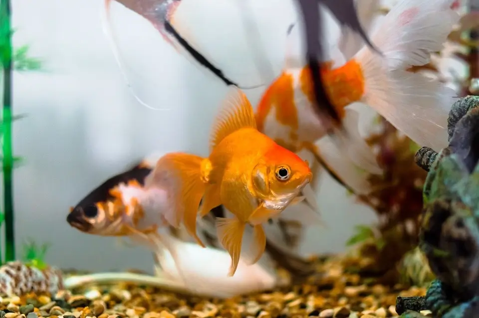 fish export
