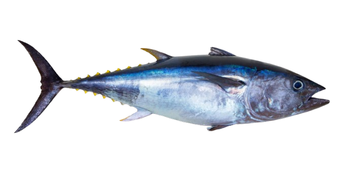 fish indo