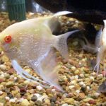 Albino Red Eye Angelfish