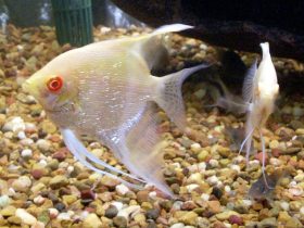 Albino Red Eye Angelfish