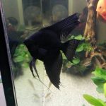 Black Angelfish