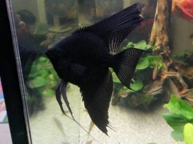Black Angelfish