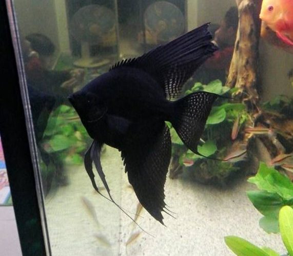 Black Angelfish