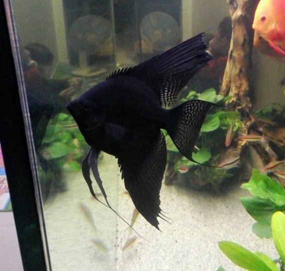 Black Angelfish