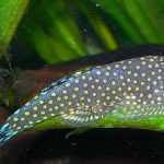 Borneo Suckers