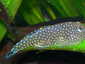 Borneo Suckers