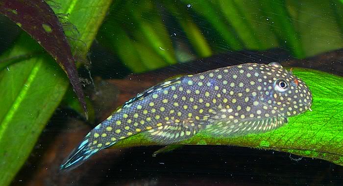 Borneo Suckers