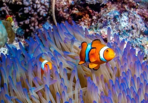 Anemone Fish