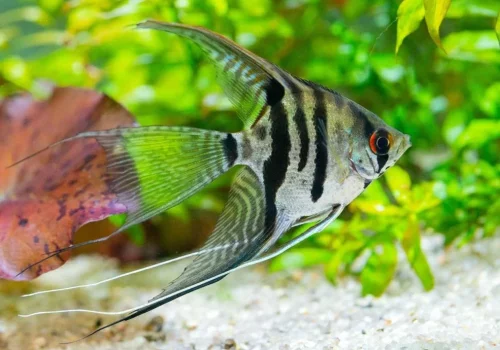 Angel Fish