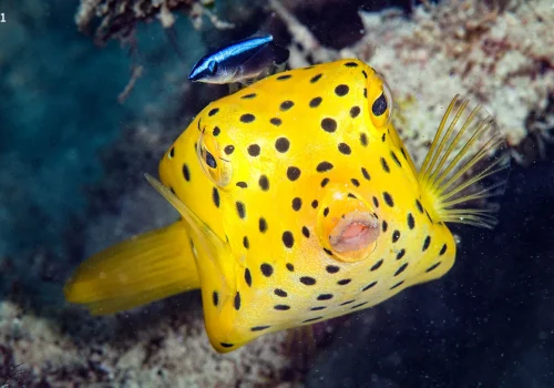 Box Fish