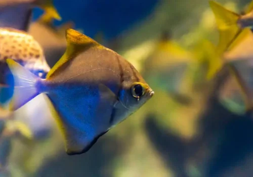 Brakish Fish