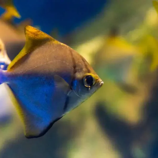 Brakish Fish