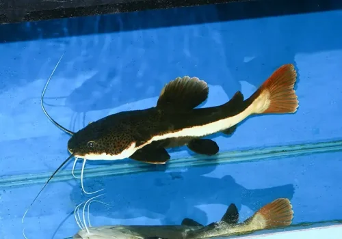 CatFish