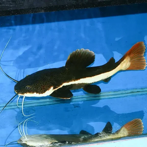 CatFish
