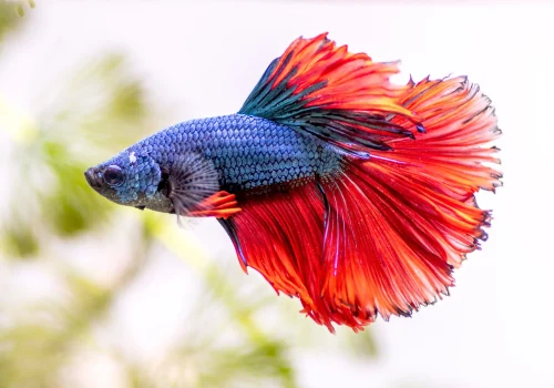 betta fish