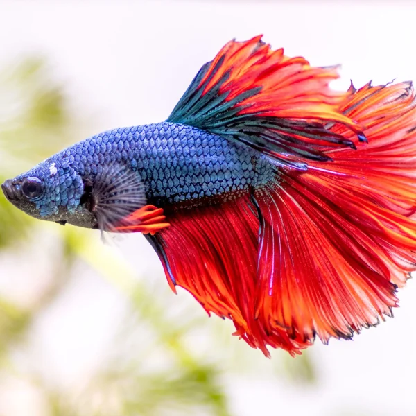 betta fish