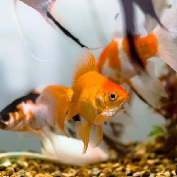 fish export