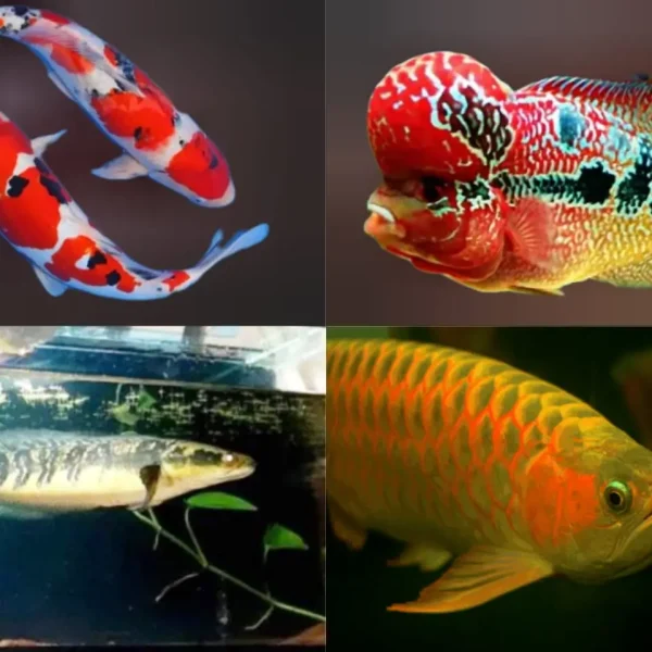 fish indo export